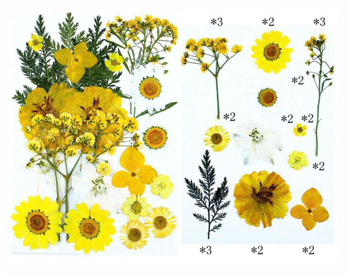 25 In 1 Pressed Flower