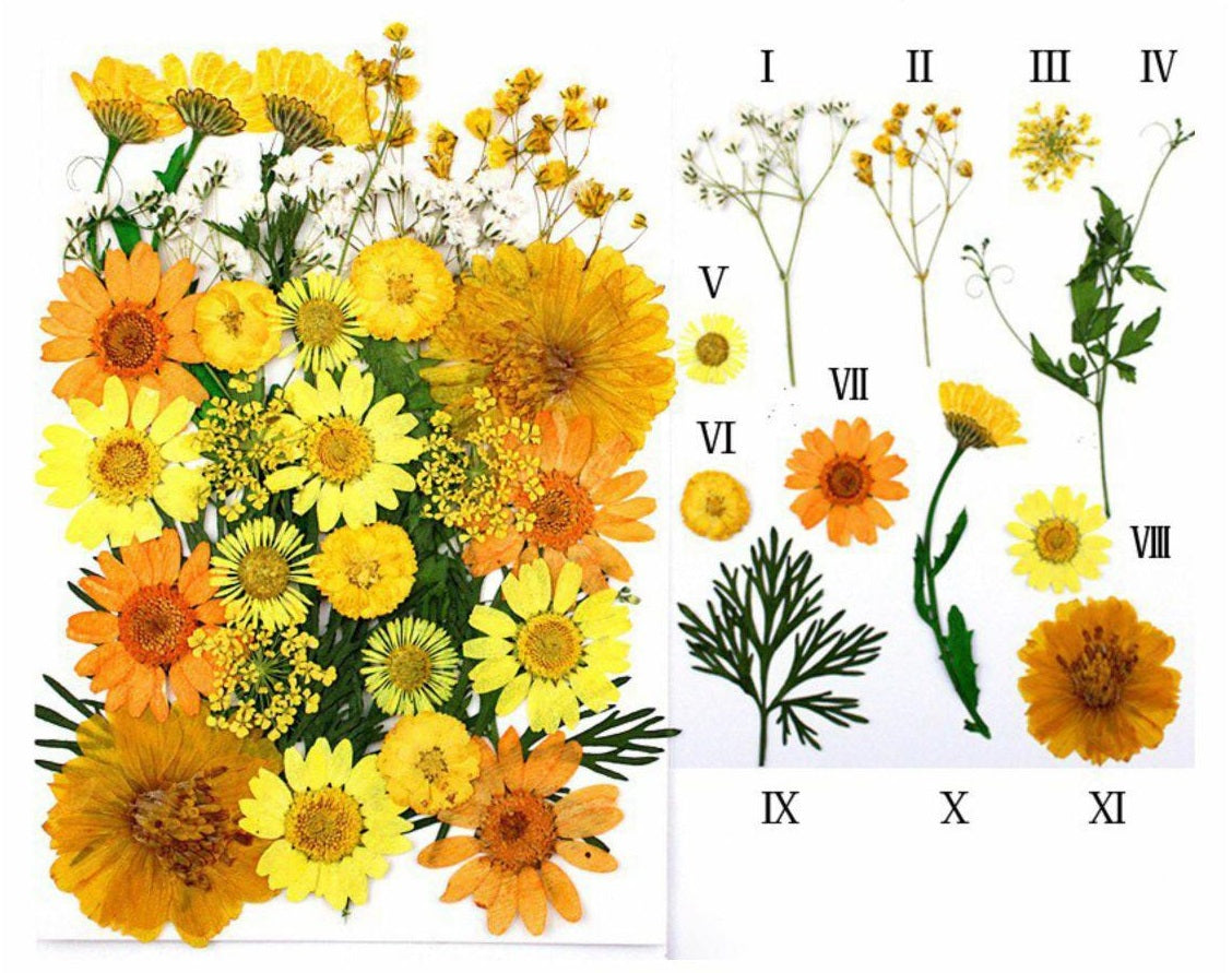 32 In 1 Pressed Flower