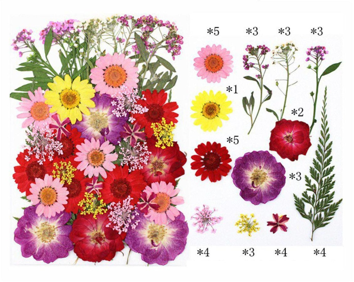 40 In 1 Pressed Flower
