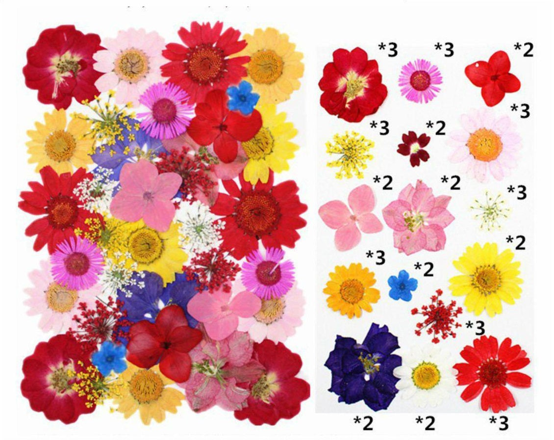 40 In 1 Pressed Flower