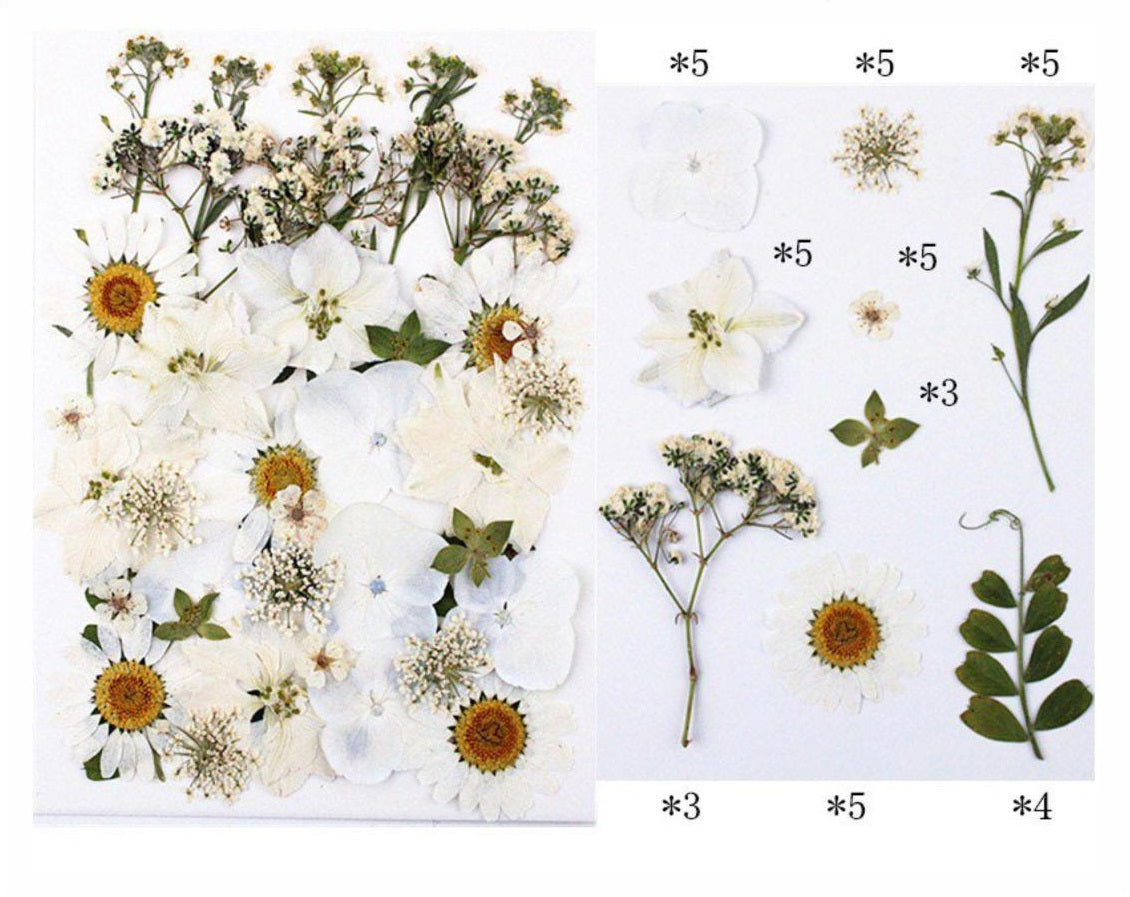 40 In 1 Pressed Flower