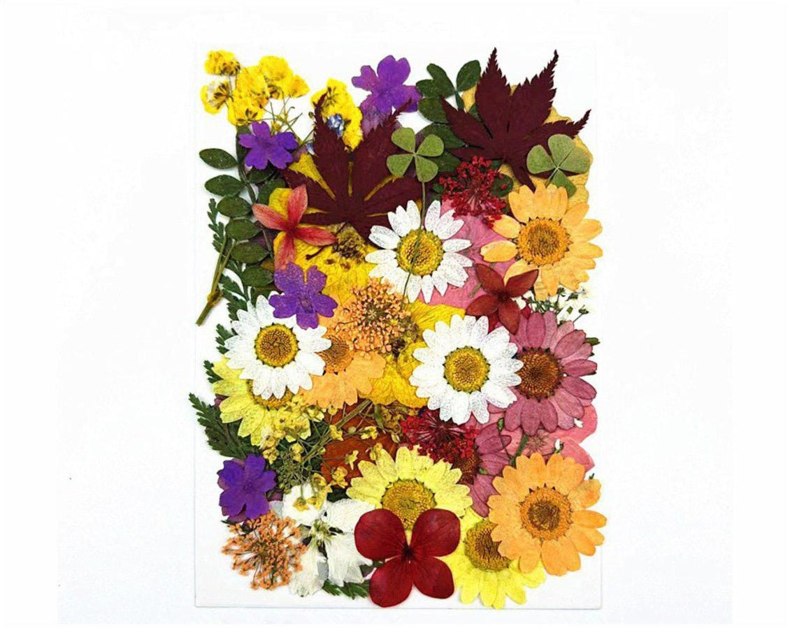 50 In 1 Pressed Flower