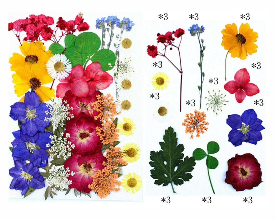36 In 1 Pressed Flower