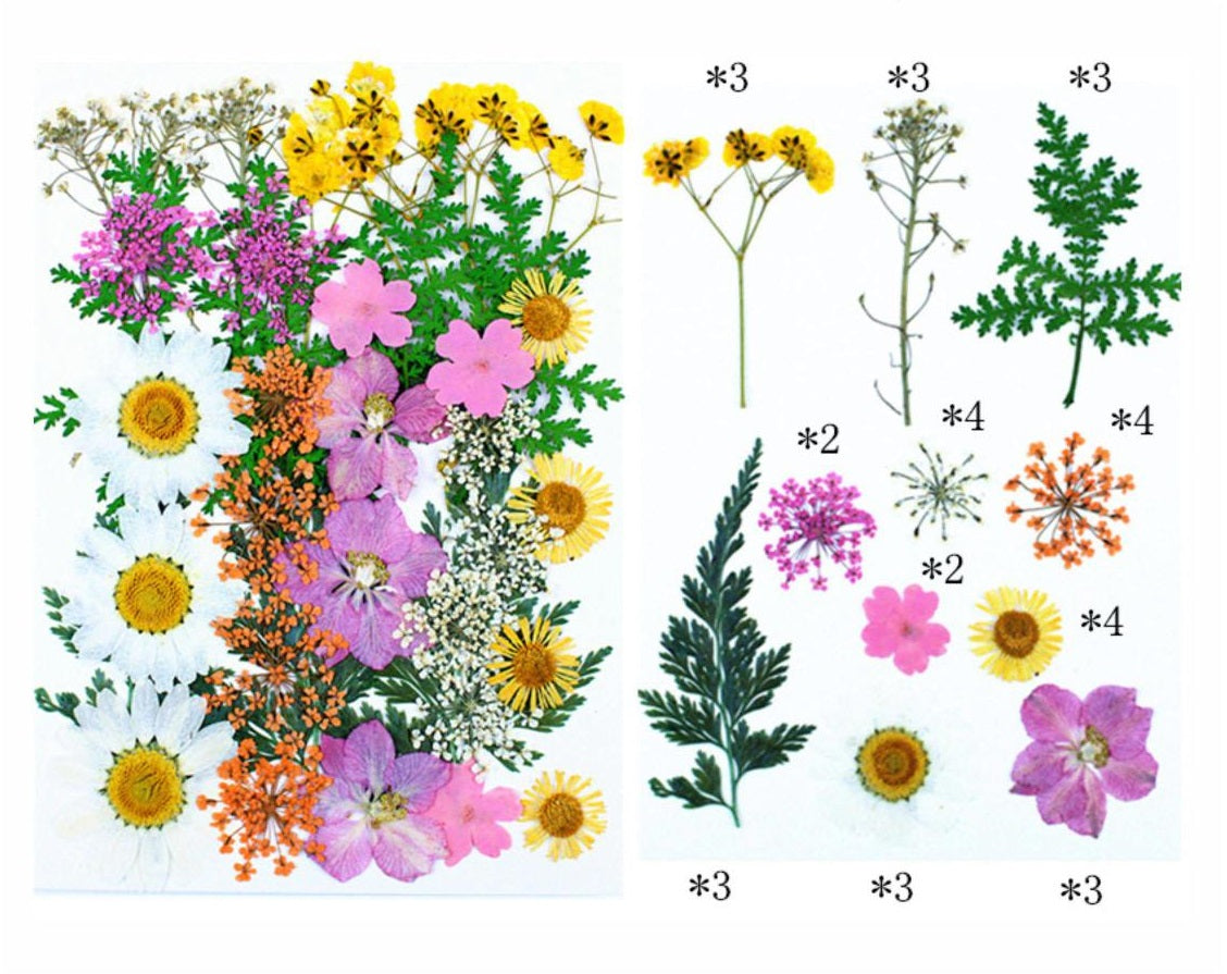 34 In 1 Pressed Flower