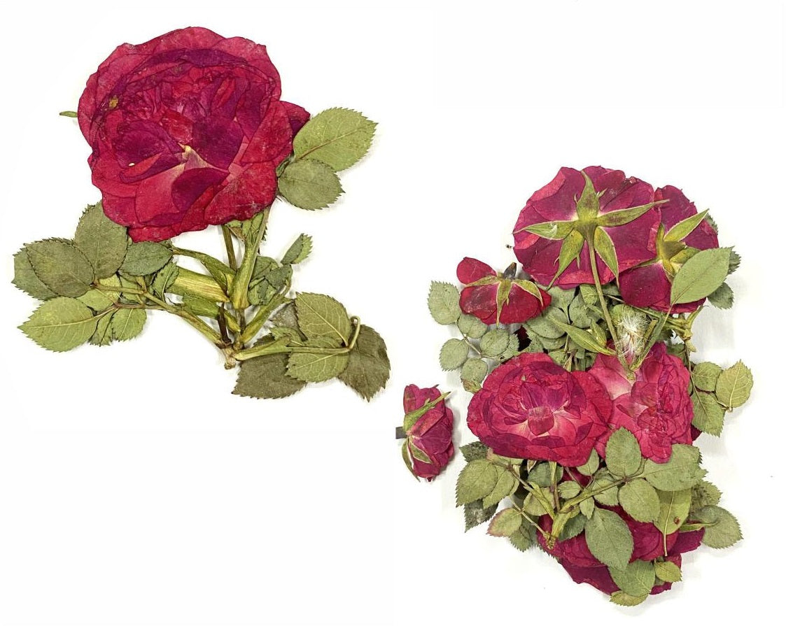 12 In 1 Pressed Flower