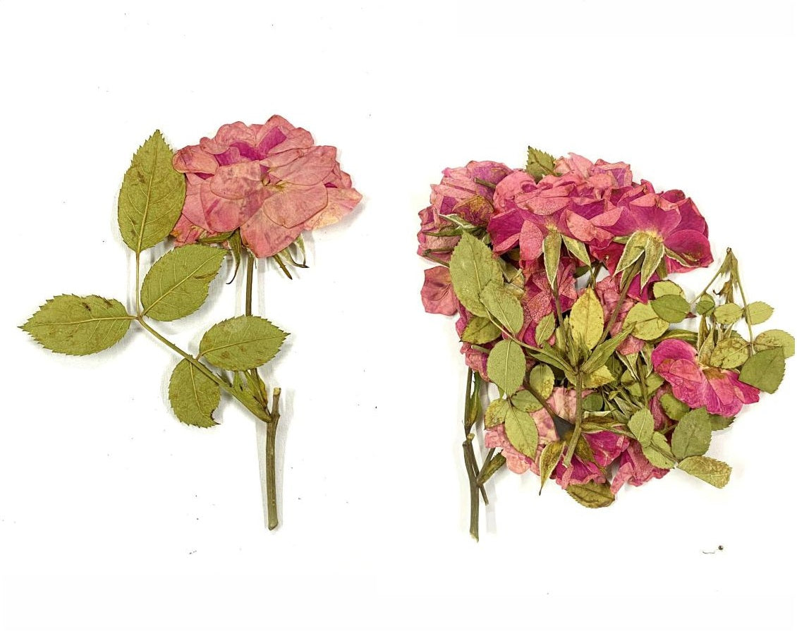12 In 1 Pressed Flower