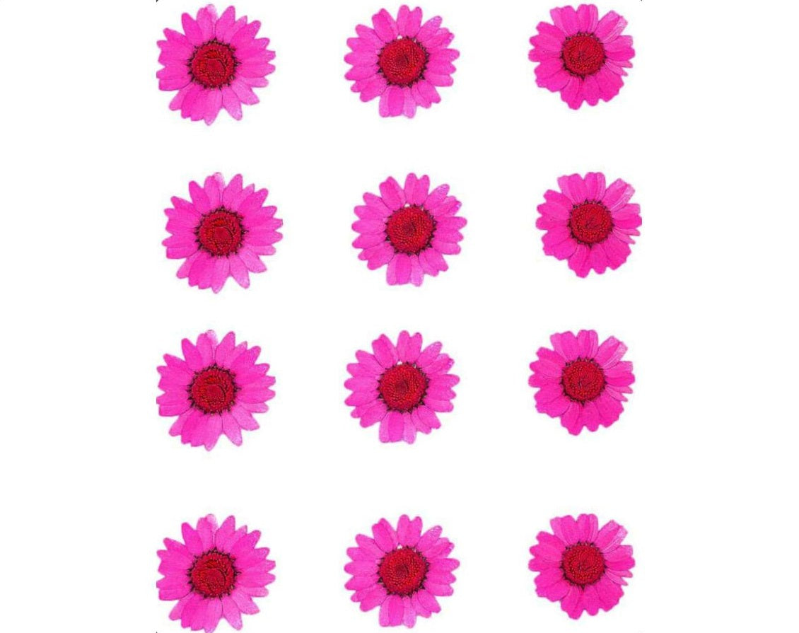 Magenta Pressed Dry Daisy Flower