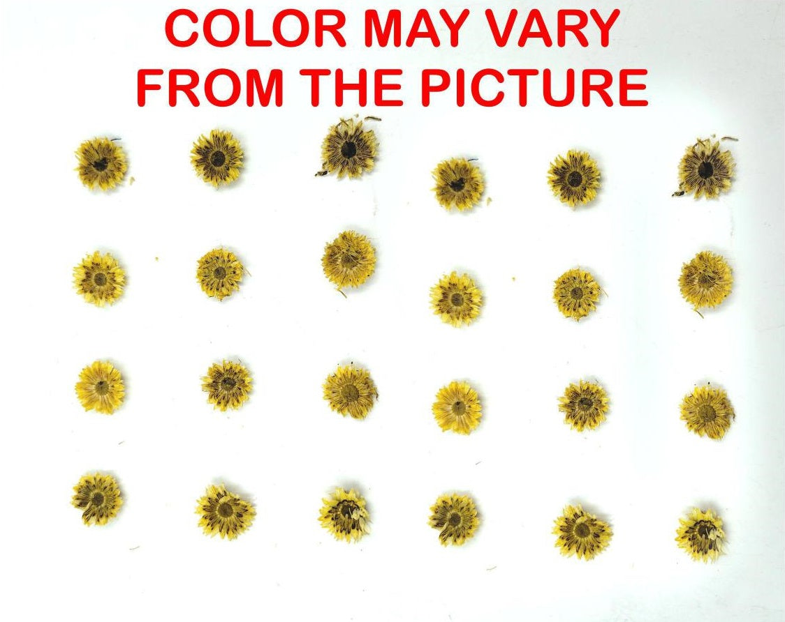 24 Pcs Mini Yellow Dried Sun Flower