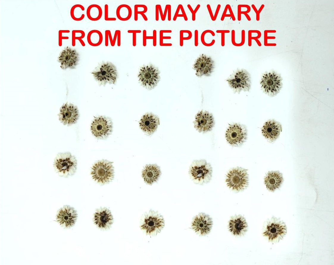24 Pcs Mini White Dried Sun Flower