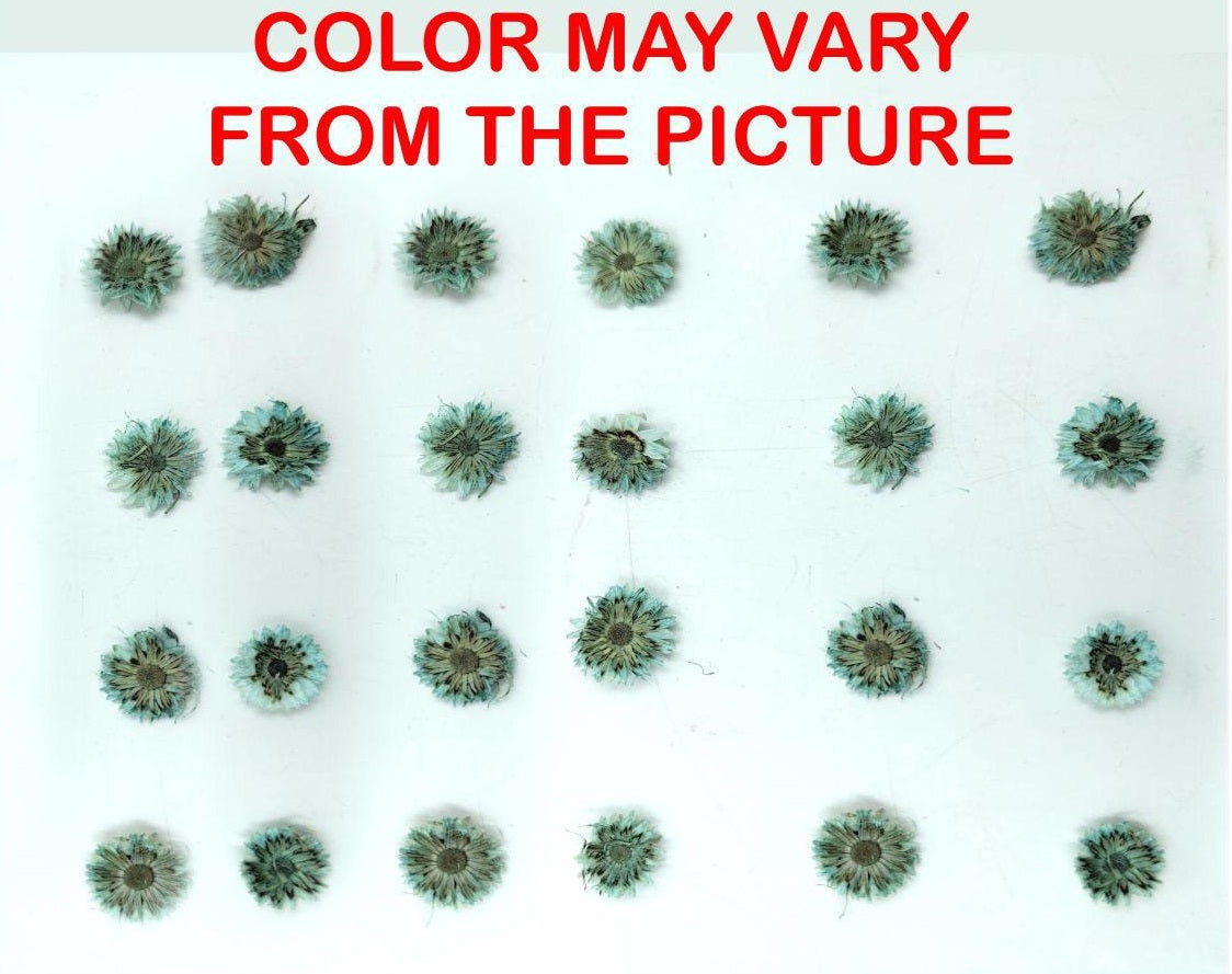 24 Pcs Mini C. Green Dried Sun Flower