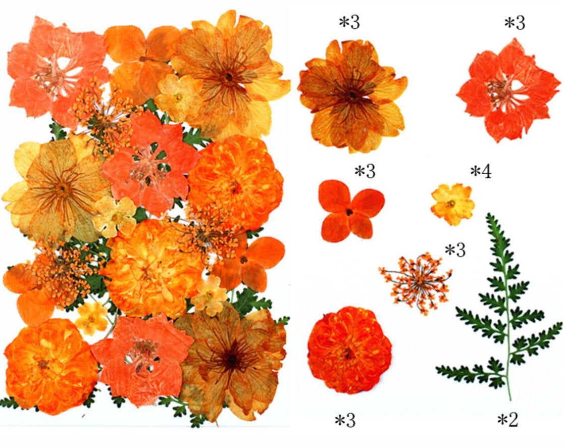 21 IN 1 Pressed Flower