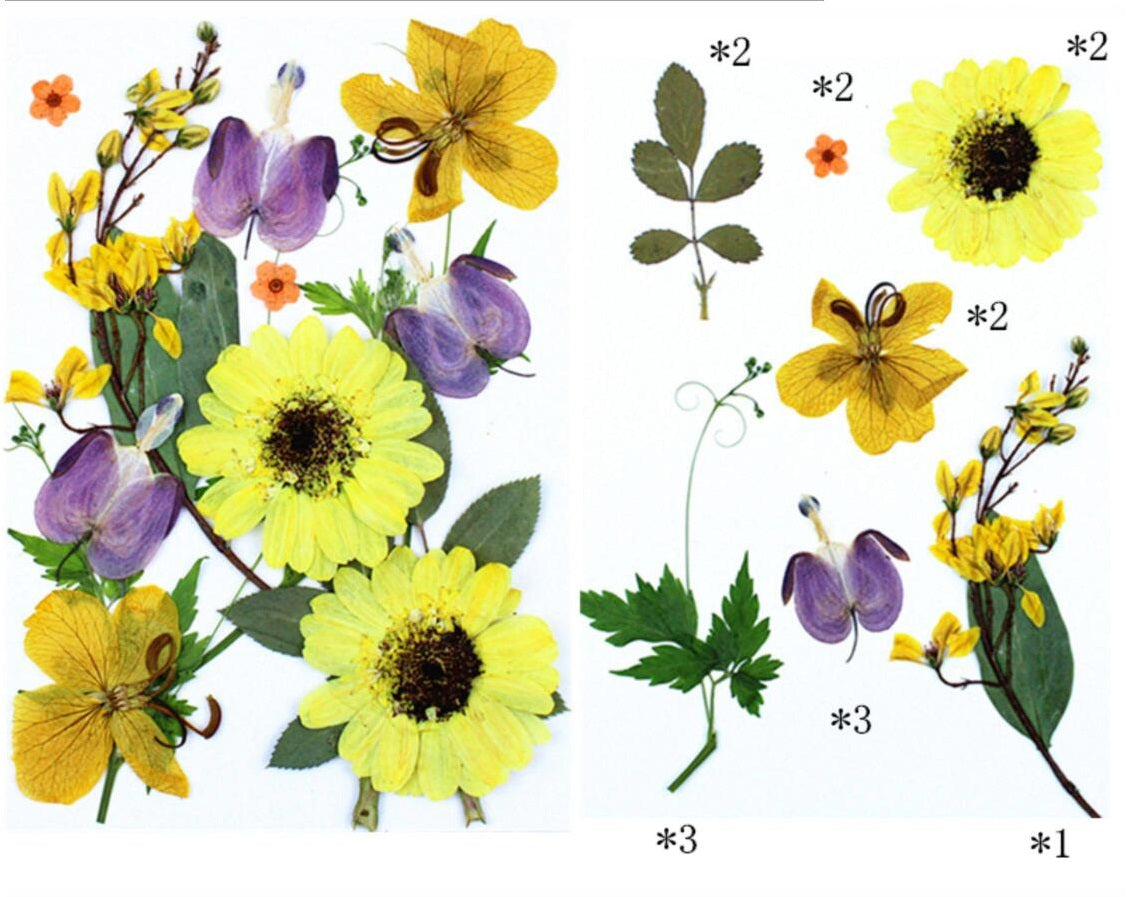 15 IN 1 Pressed Flower