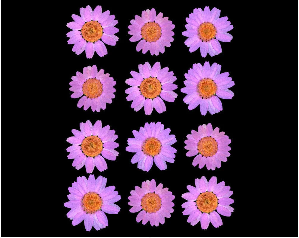 Baby Pink Pressed Dry Daisy Flower