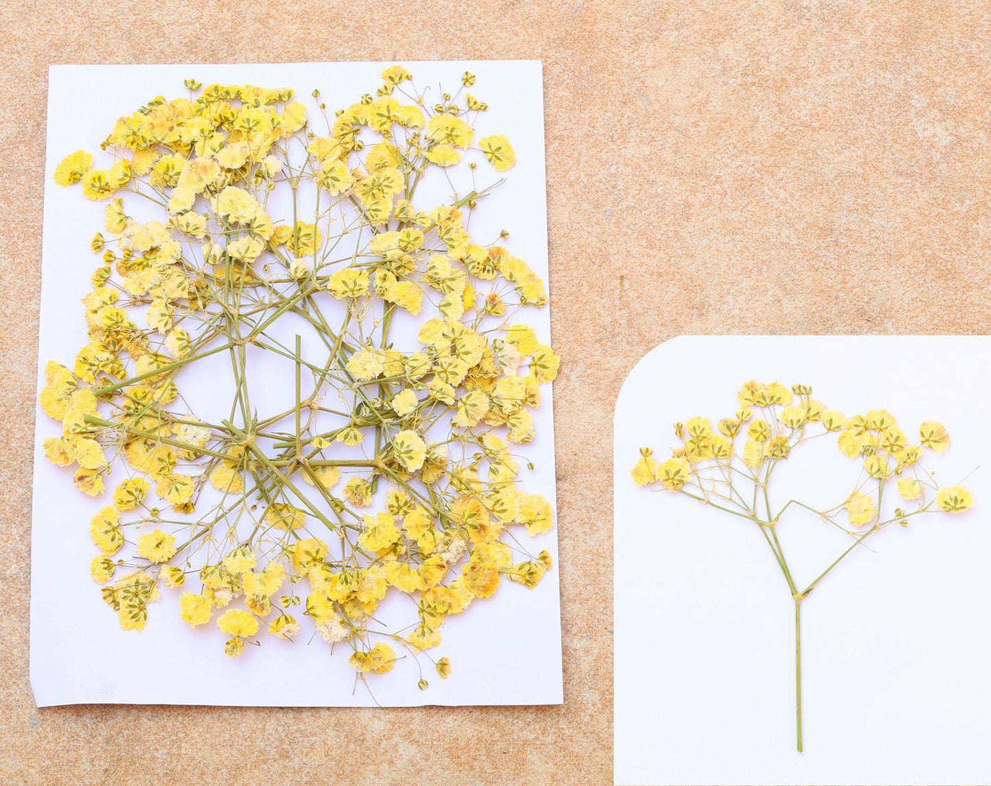 Yellow Baby Breath Pressed Flower