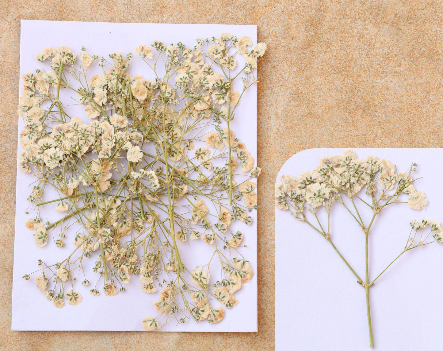 White Baby Breath Pressed Flower