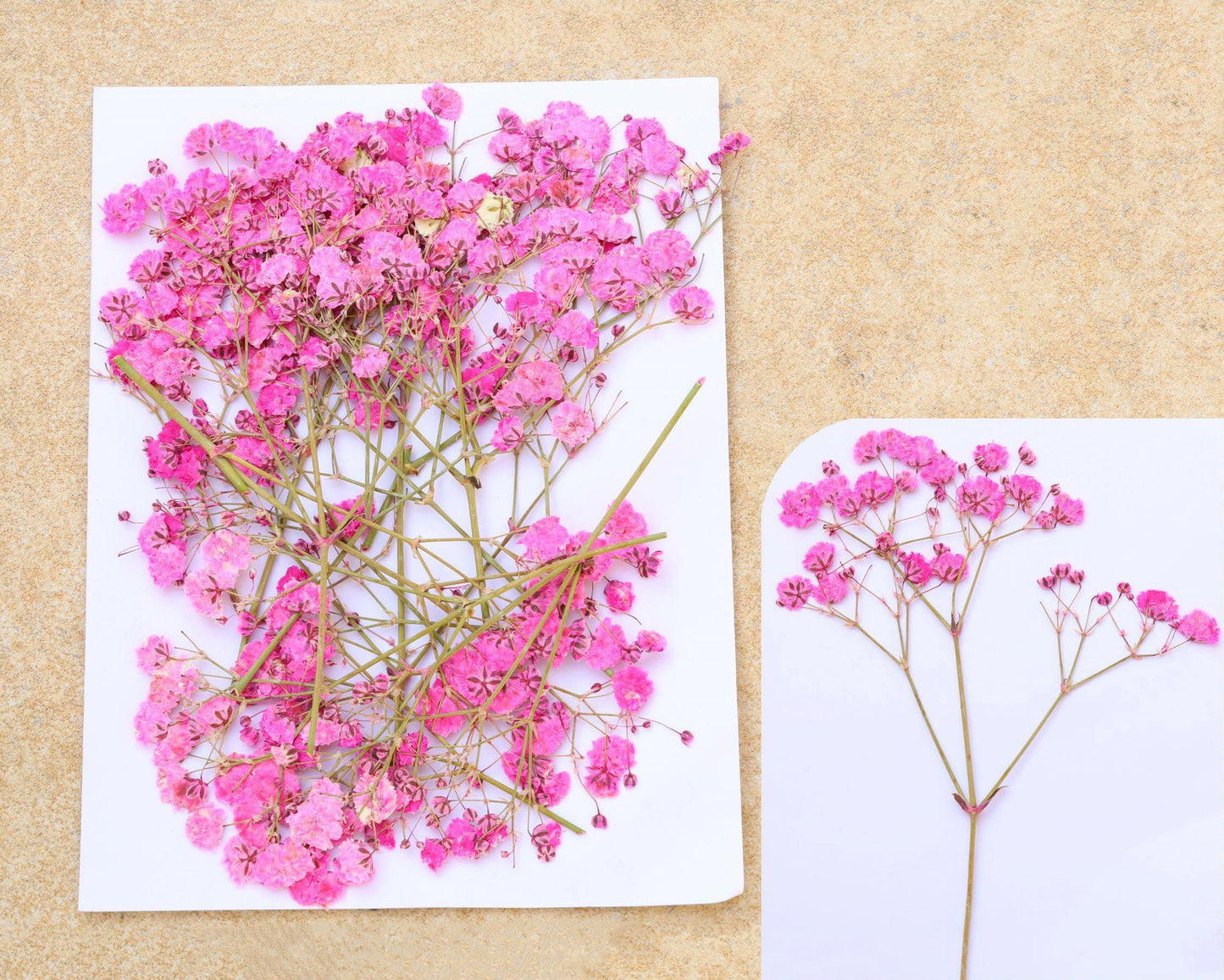 Dark Pink Baby Breath Pressed Flower