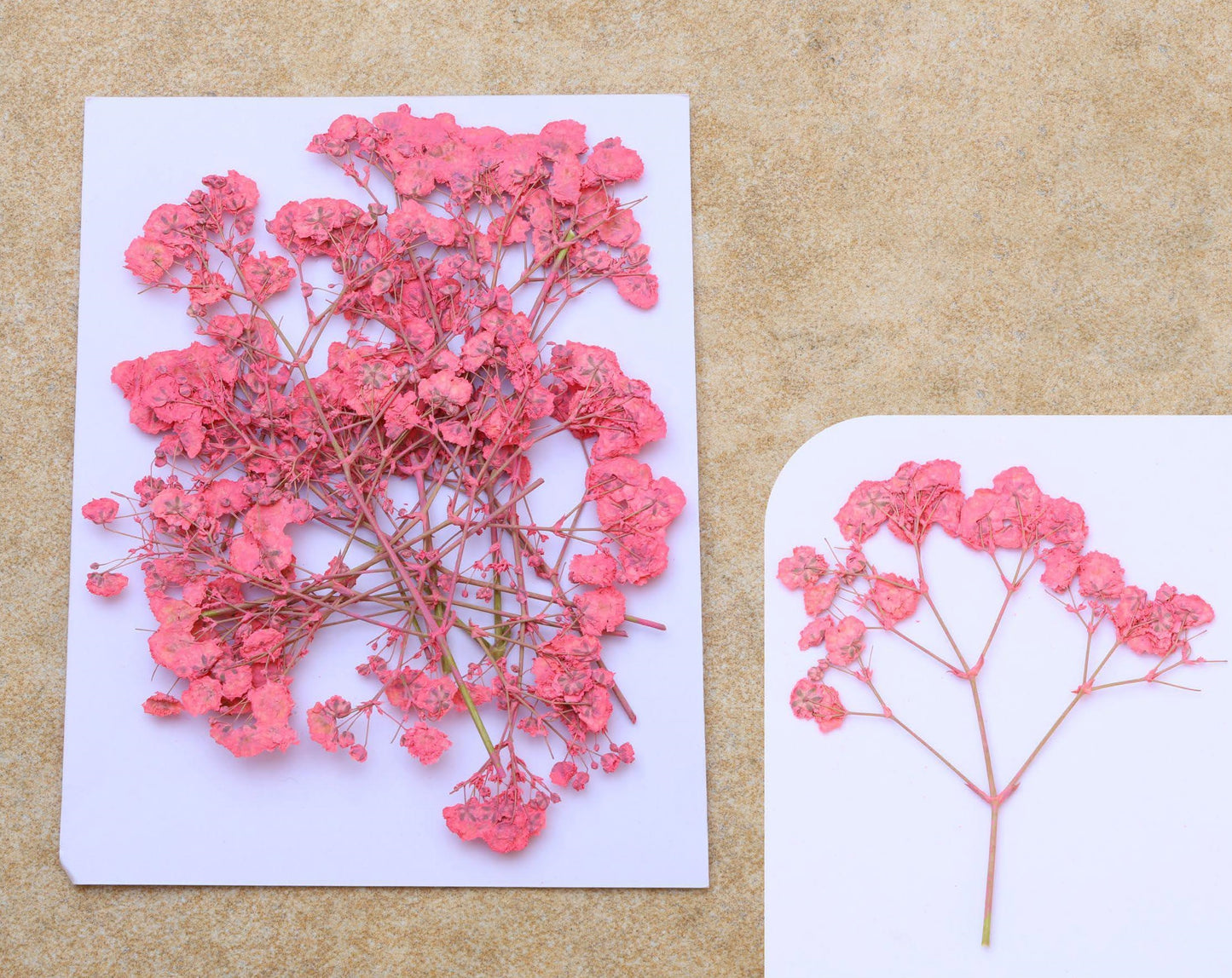 Tomato Pink Baby Breath Pressed Flower