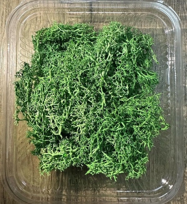 Green Moss Box