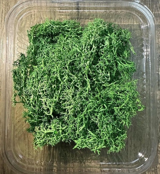 Green Moss Box