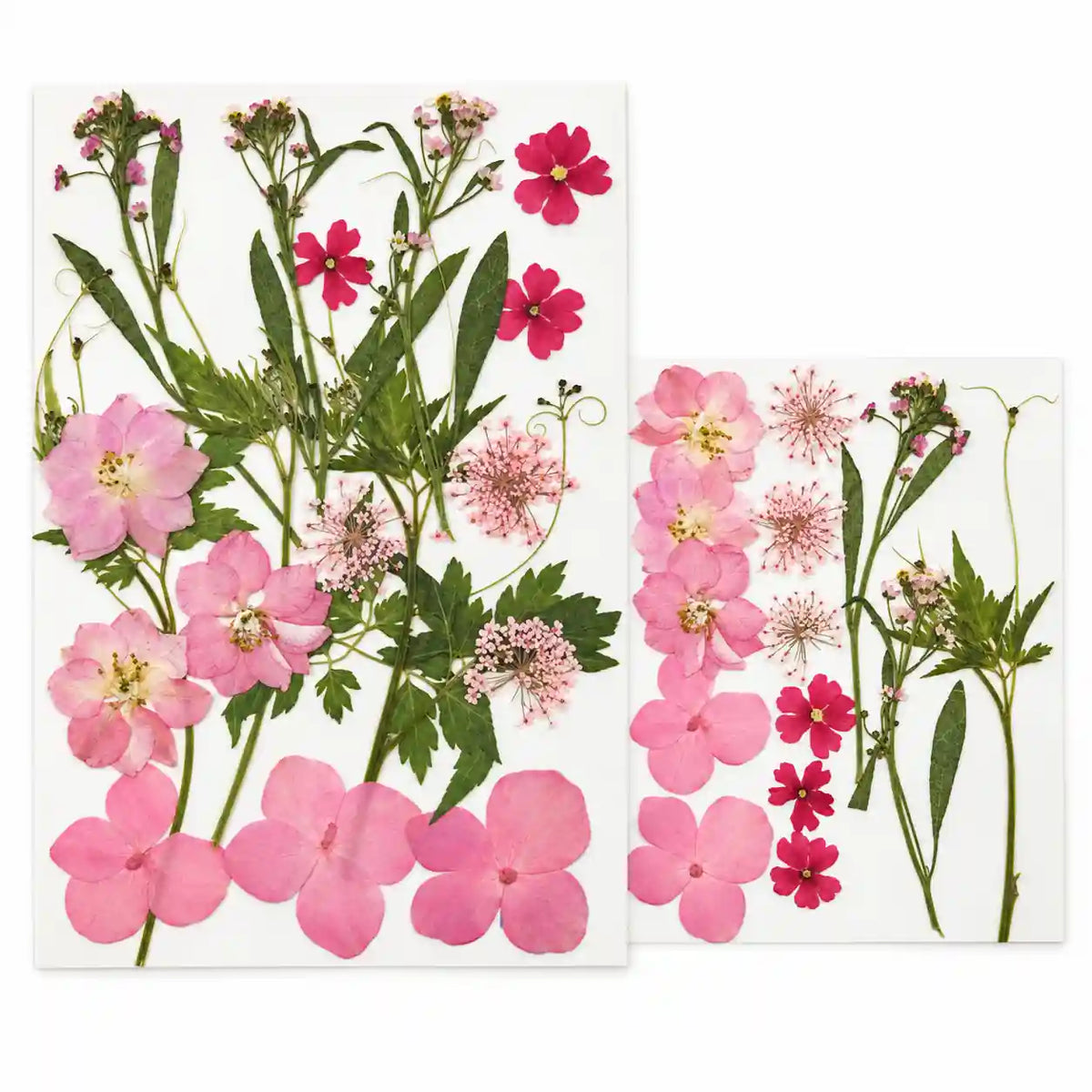 18 In 1 Pressed Flower – dried botanical product