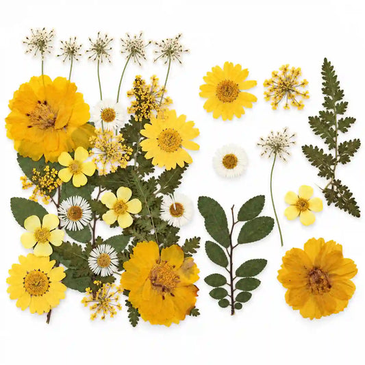 24 In 1 Pressed Flower – dried botanical product