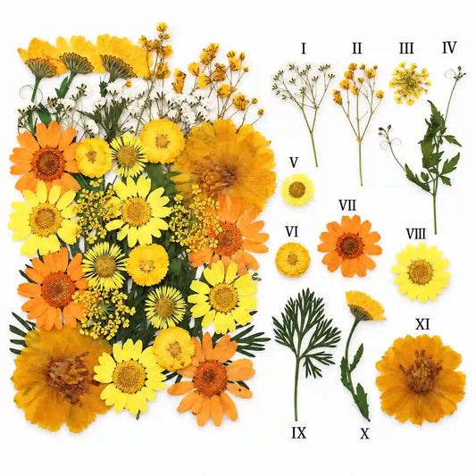 32 In 1 Pressed Flower – dried botanical product