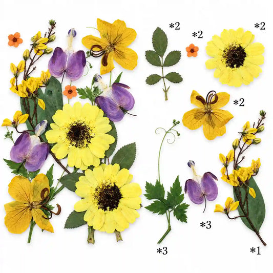 15 IN 1 Pressed Flower – dried botanical product