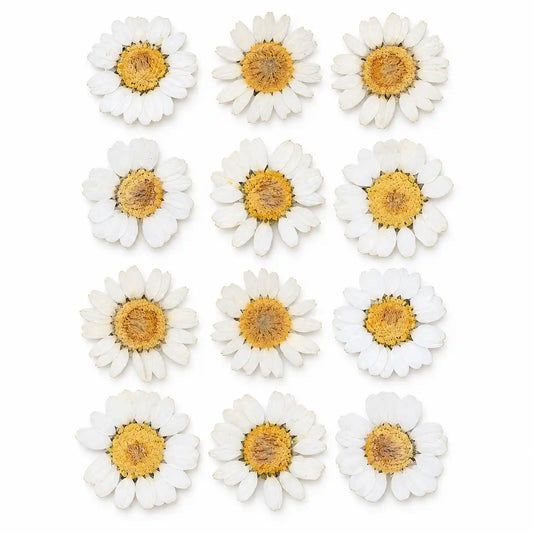 White Pressed Dry Daisy Flower – dried botanical product