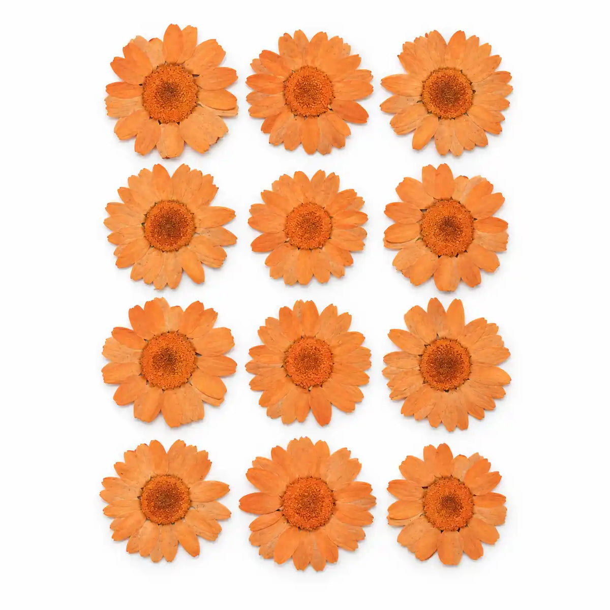 Orange Pressed Dry Daisy Flower – dried botanical product