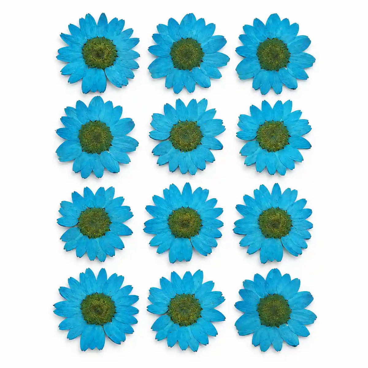 Firozi Pressed Dry Daisy Flower – dried botanical product
