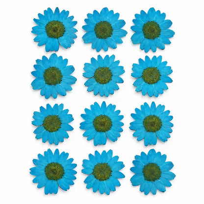 Firozi Pressed Dry Daisy Flower – dried botanical product