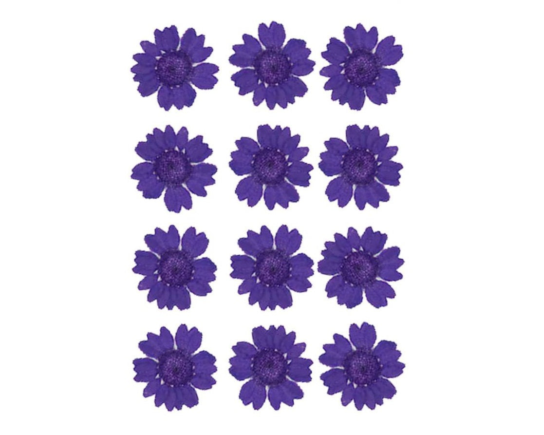 Deep Violet Pressed Dry Daisy Flower