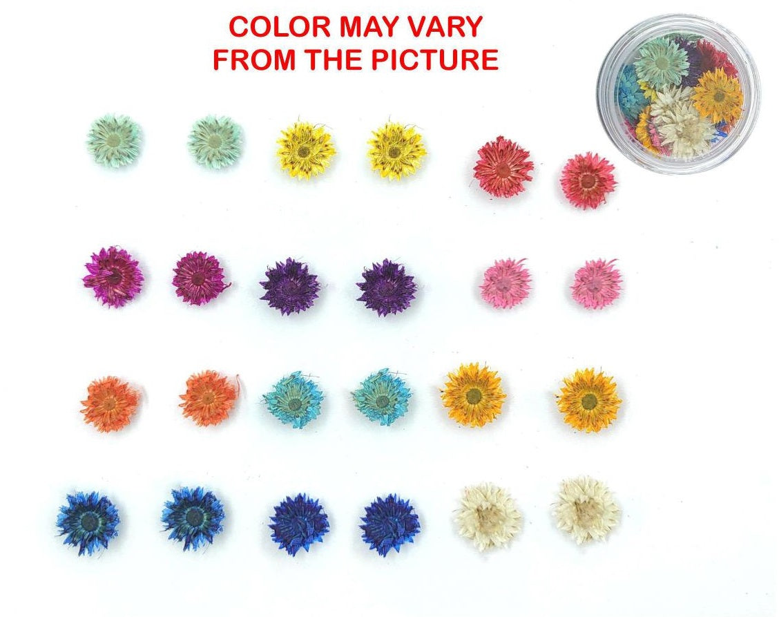 24 Pcs Mini Mix Dried Sun Flower