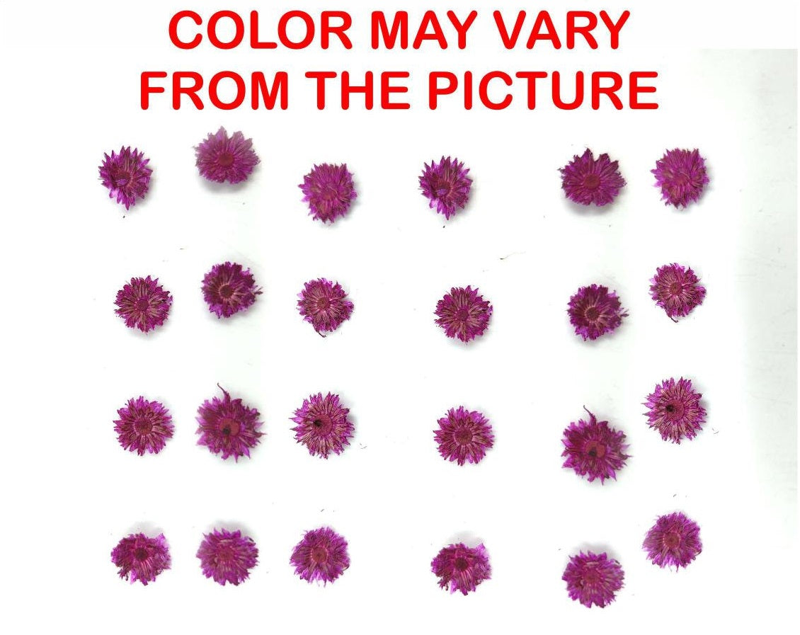 24 Pcs Mini Magenta Dried Sun Flower