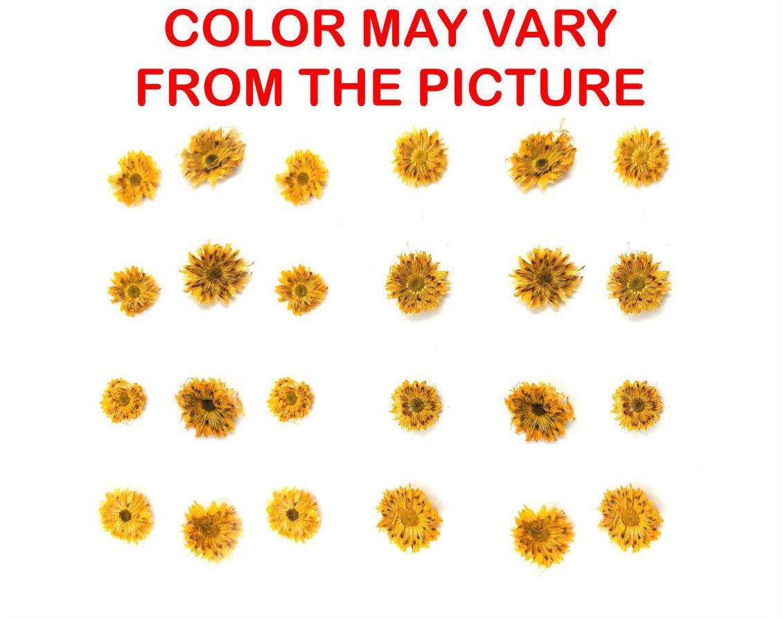 24 Pcs Mini Golden Yellow Dried Sun Flower