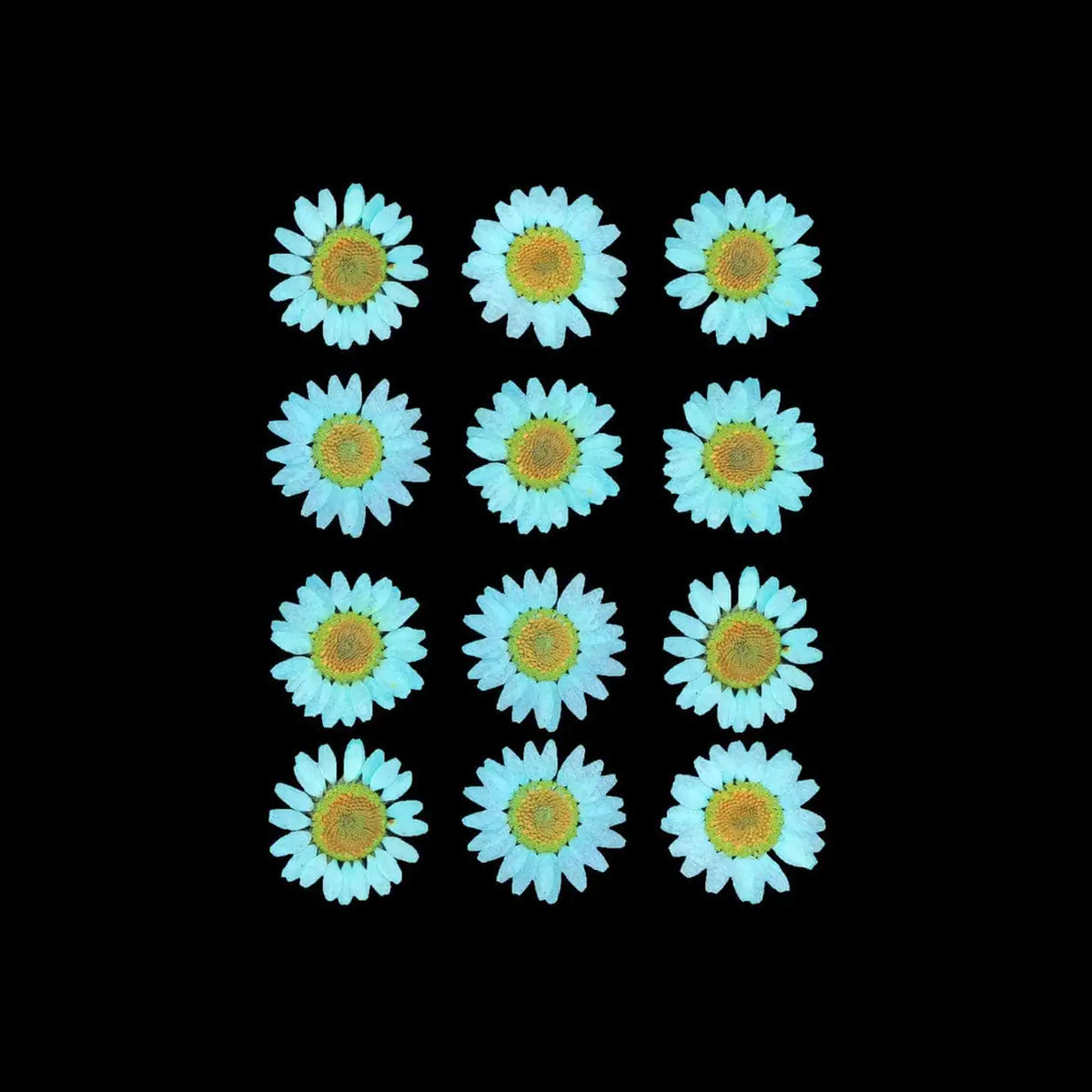 C. Green Daisy Pressed Dried Flowers on black background