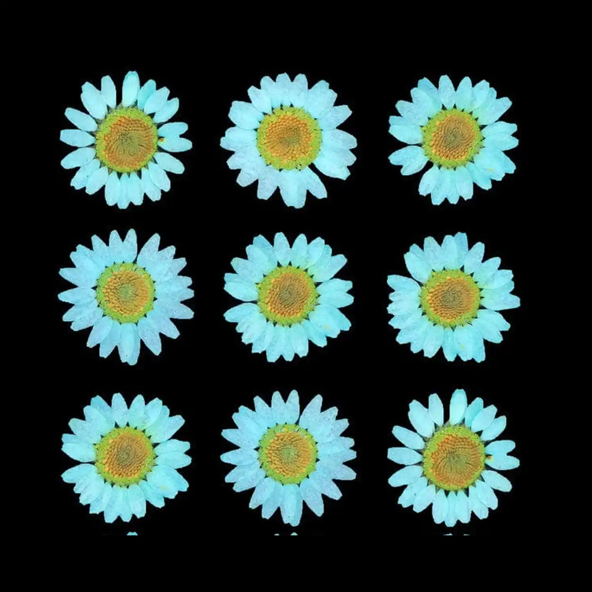 C. Green Daisy Pressed Dried Flowers on black background – detail view