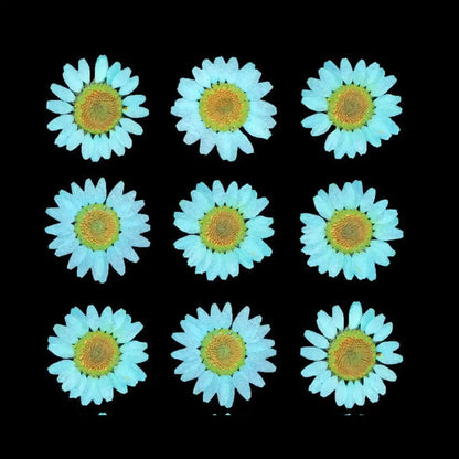 C. Green Daisy Pressed Dried Flowers on black background – detail view