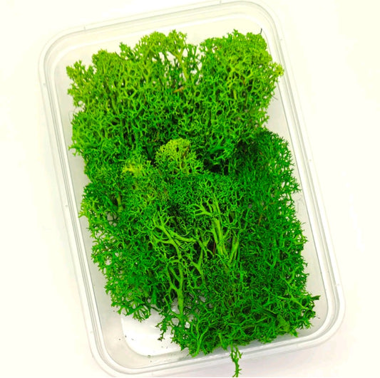 Green Moss Box