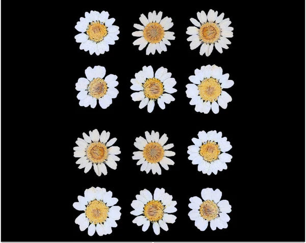 White Pressed Dry Daisy Flower