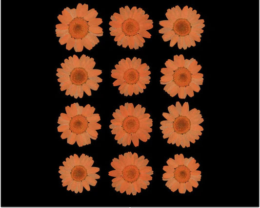 Orange Pressed Dry Daisy Flower