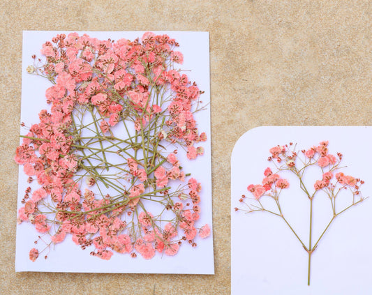 Peach Baby Breath Pressed Flower