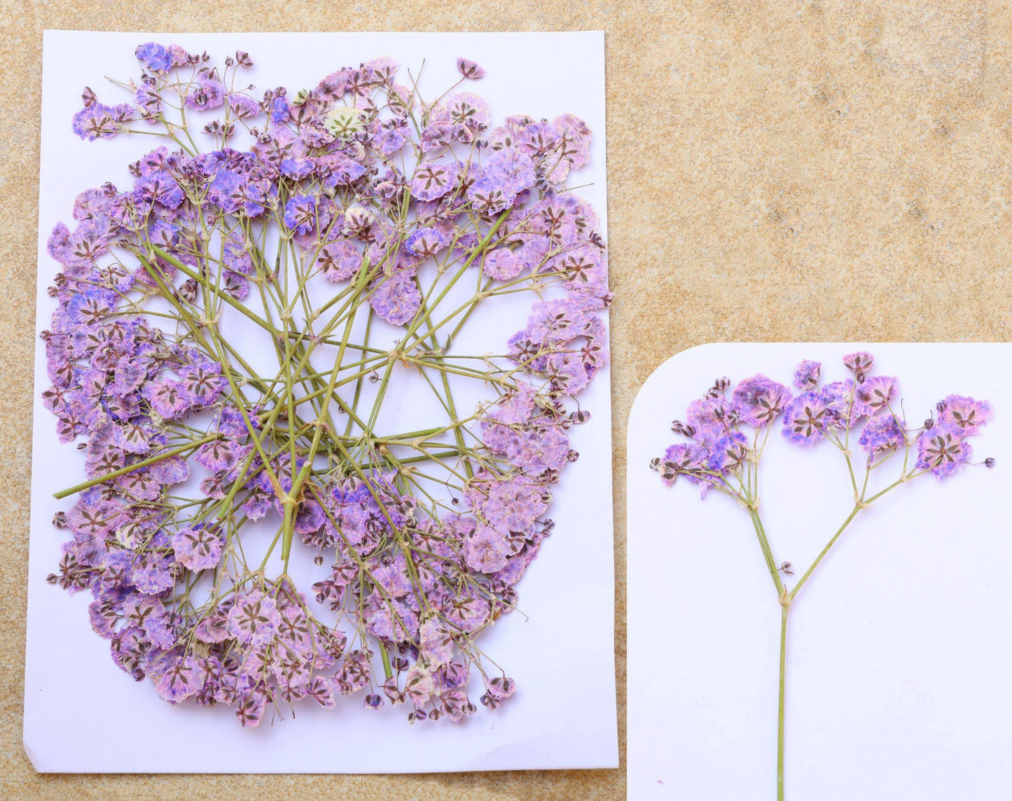 Lilac Baby Breath Pressed Flower