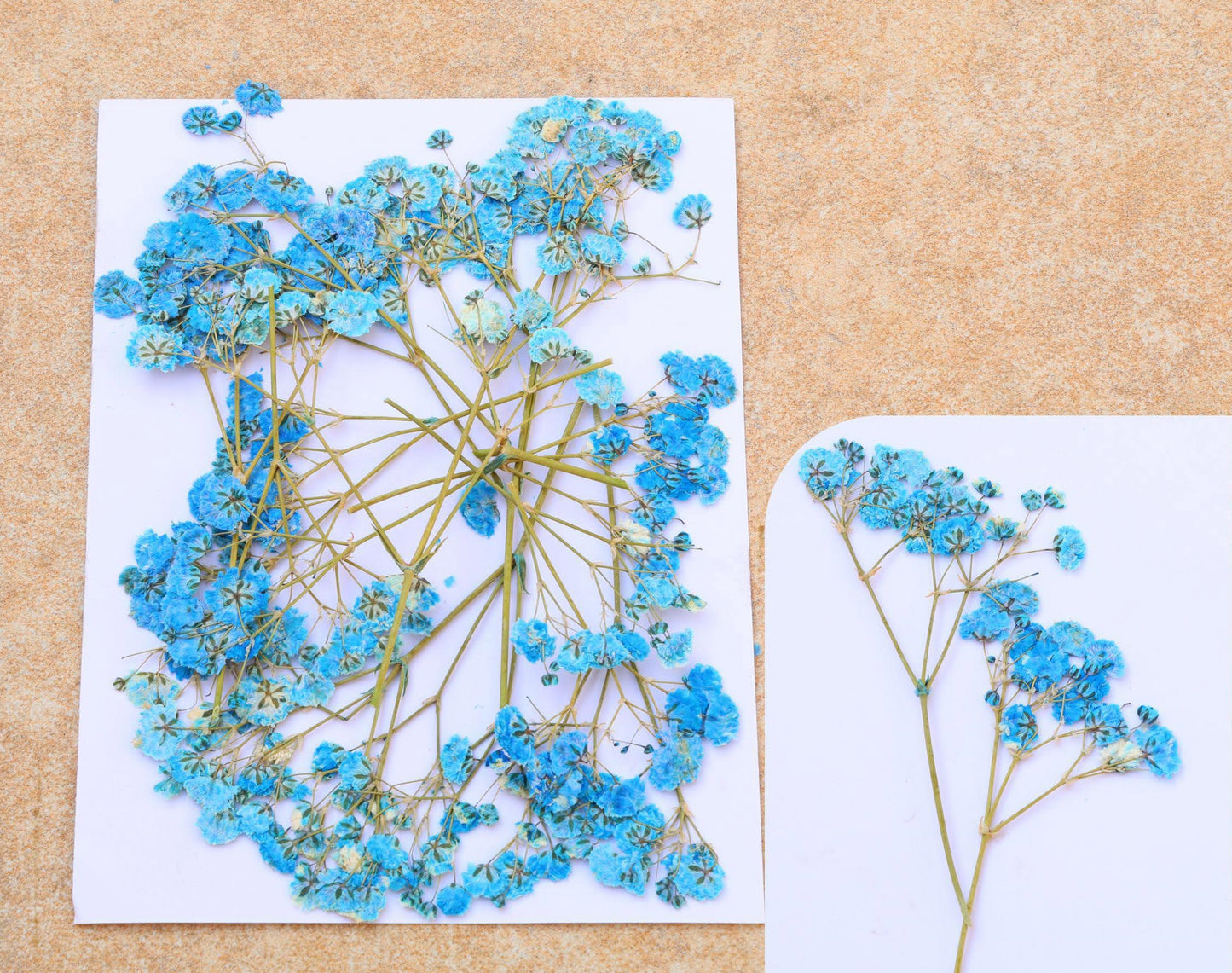 Blue Baby Breath Pressed Flower