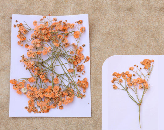 Orange Baby Breath Pressed Flower