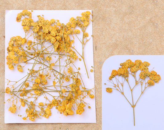 Golden Yellow Baby Breath Pressed Flower