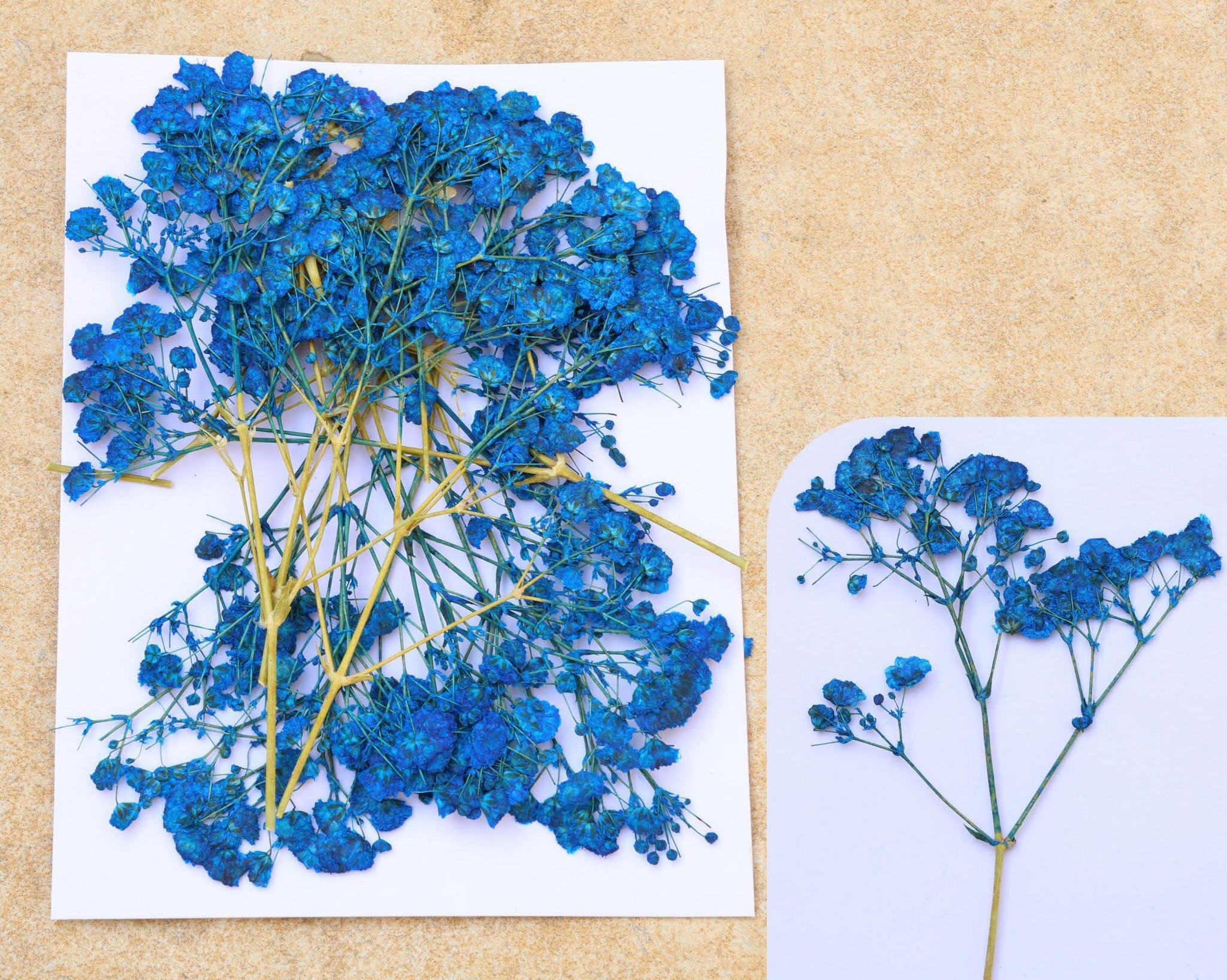 Royal Blue Baby Breath Pressed Flower